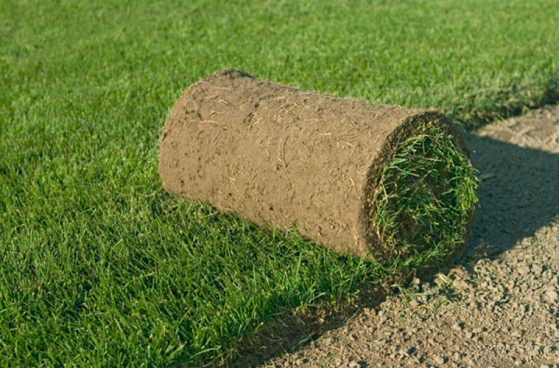 рулонний газон у Львові